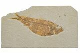 Fossil Fish (Knightia) - Wyoming #217650-1